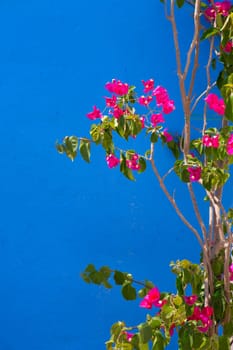 Bougainvillea pink flowers on mediterranean blue wall