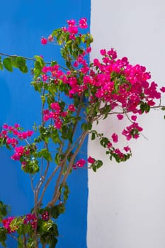 Bougainvillea pink flowers on mediterranean blue wall