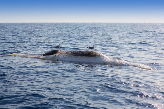 Dead whale upside down floating in ocean sea with seagulls over
