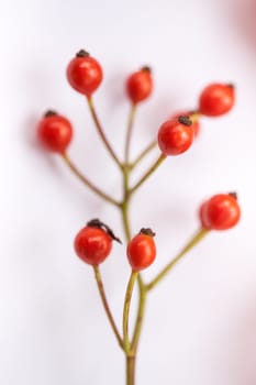 Rose hip