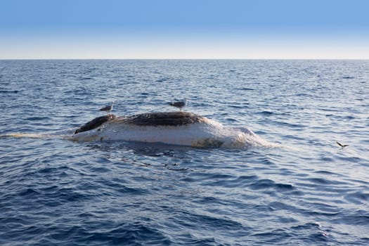 Dead whale upside down floating in ocean sea with seagulls over