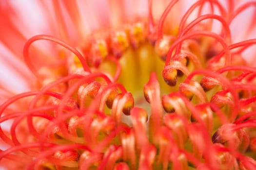 Red Blossom