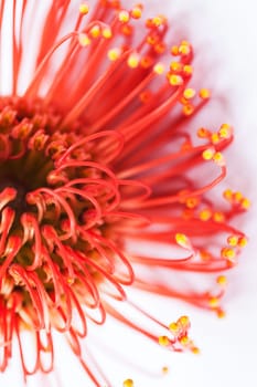 Red Blossom