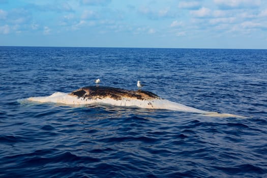 Dead whale upside down floating in ocean sea with seagulls over