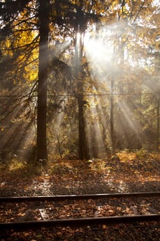 Sunlight in the autumn forest