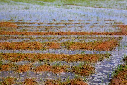 Rice fields irrigation with sprouts in a row on Spain