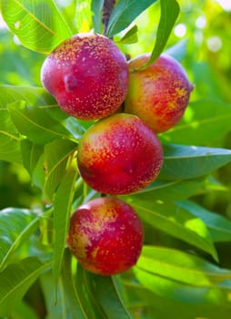 nectarine fruits on a tree with red color and green fresh leaves