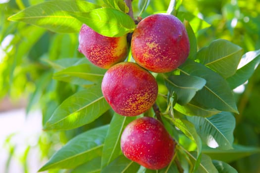 nectarine fruits on a tree with red color and green fresh leaves