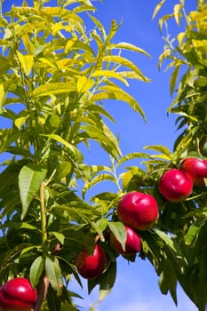 nectarine fruits on a tree with red color and green fresh leaves