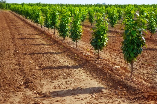 persimmon trees very young growing in a row on red brown soil