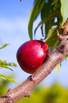 nectarine fruits on a tree with red color and green fresh leaves