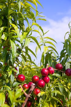 nectarine fruits on a tree with red color and green fresh leaves