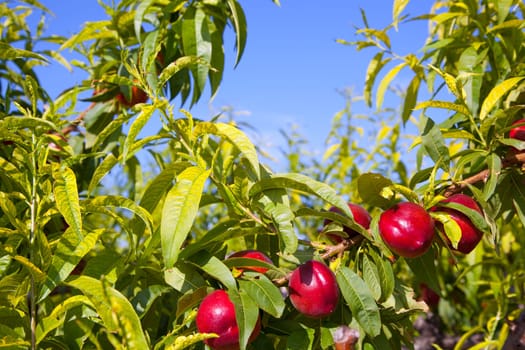 nectarine fruits on a tree with red color and green fresh leaves