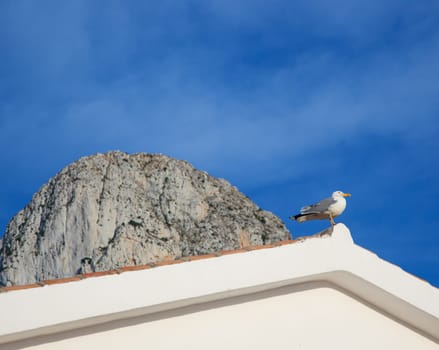 Mediterranean seagull on the roof tip and Ifach Penon of Calpe  in background