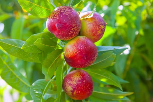 nectarine fruits on a tree with red color and green fresh leaves