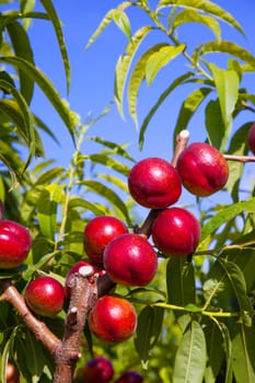 nectarine fruits on a tree with red color and green fresh leaves