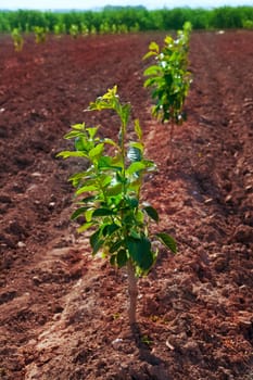 persimmon trees very young growing in a row on red brown soil