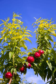 nectarine fruits on a tree with red color and green fresh leaves