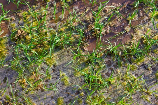 Rice fields irrigation with sprouts in a row on Spain