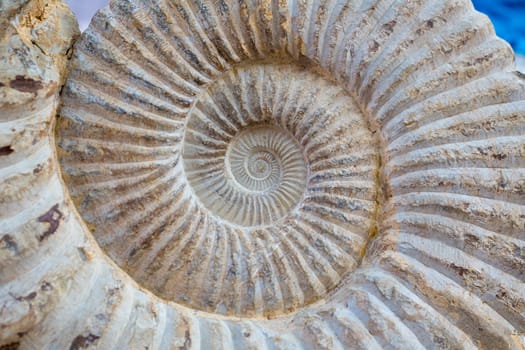 Ancient big snail spiral fossil detail