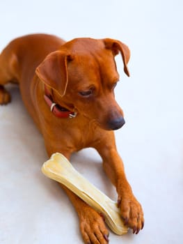 browin mini pinscher dog holding a bone selective focus
