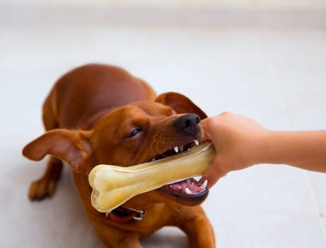 brown pinscher dog playing with bone with children hand