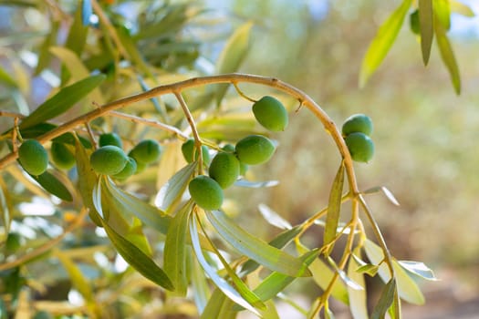 Detail of olive tree with green olives fruit in Mediterranean spain