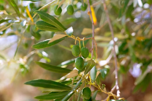 Detail of olive tree with green olives fruit in Mediterranean spain