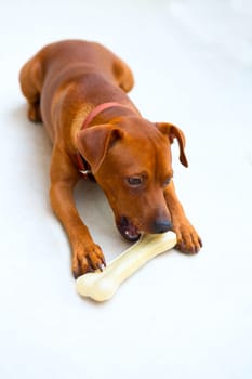 browin mini pinscher dog eating a bone selective focus