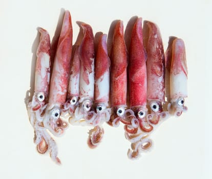 fresh squid loligo vulgaris after catch in mediterranean sea