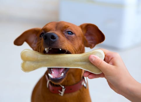 brown pinscher dog playing with bone with children hand