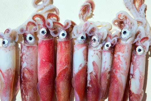 fresh squid loligo vulgaris after catch in mediterranean sea