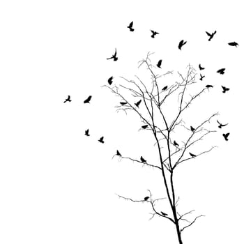 Silhouettes of birds over brunches of a leafless autumn tree. Isolated objects over white background.