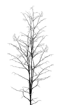 Leafless dry tree silhouette on white background