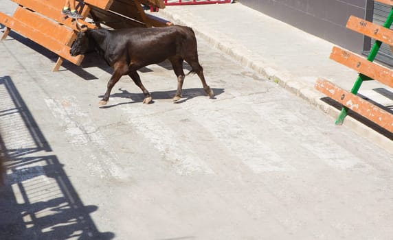 Bull at street traditional fest in Spain running of the bulls