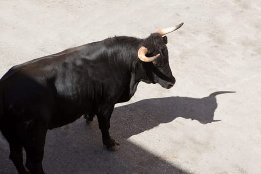 Bull at street traditional fest in Spain running of the bulls