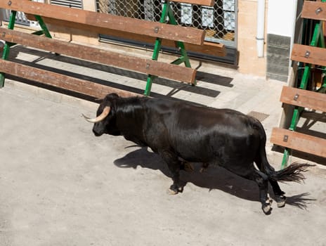 Bull at street traditional fest in Spain running of the bulls