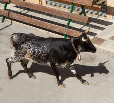 Bull at street traditional fest in Spain running of the bulls