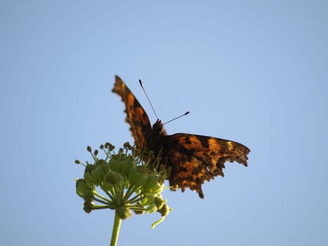 Comma