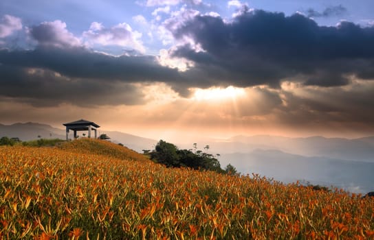 daylily field in the mountain with beautiful cloudscape background