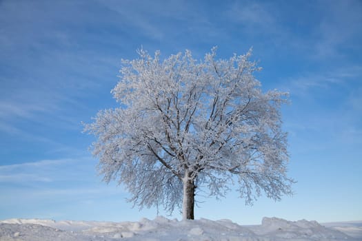 Tree in winter