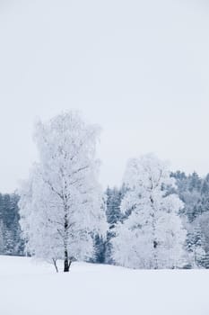 Birch trees in winter
