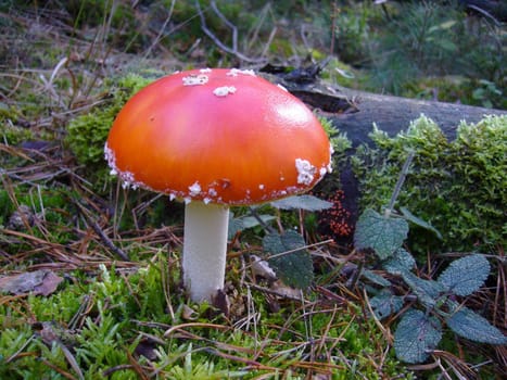 Poisonous fly agaric (amanita muscaria)