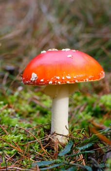 Poisonous fly agaric (amanita muscaria)