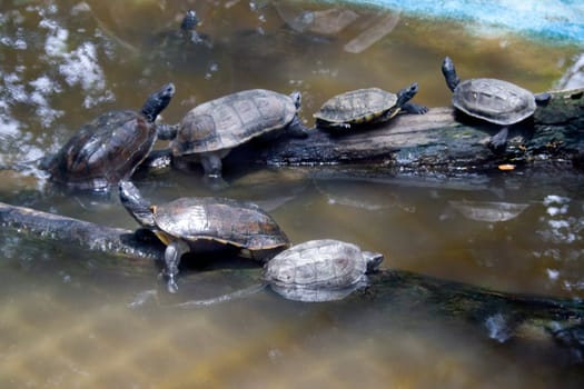 Young tortoises actively lined up in a water pool