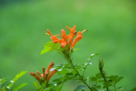 Orange colored buds and blooms isolated against blurred green background