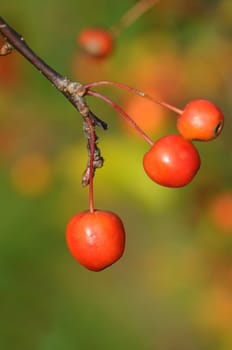 Ornamental apples
