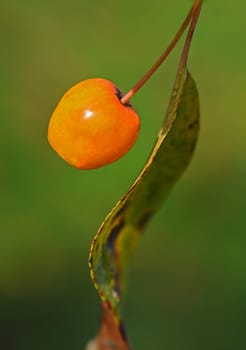 Ornamental apple