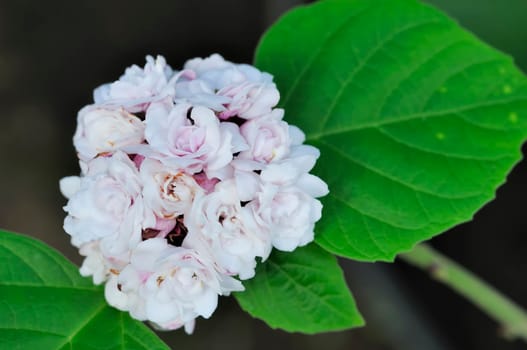 Euphorbia