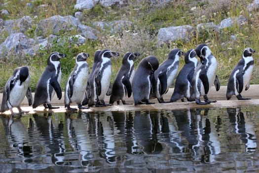 Eleven Humboldt penguins with reflection